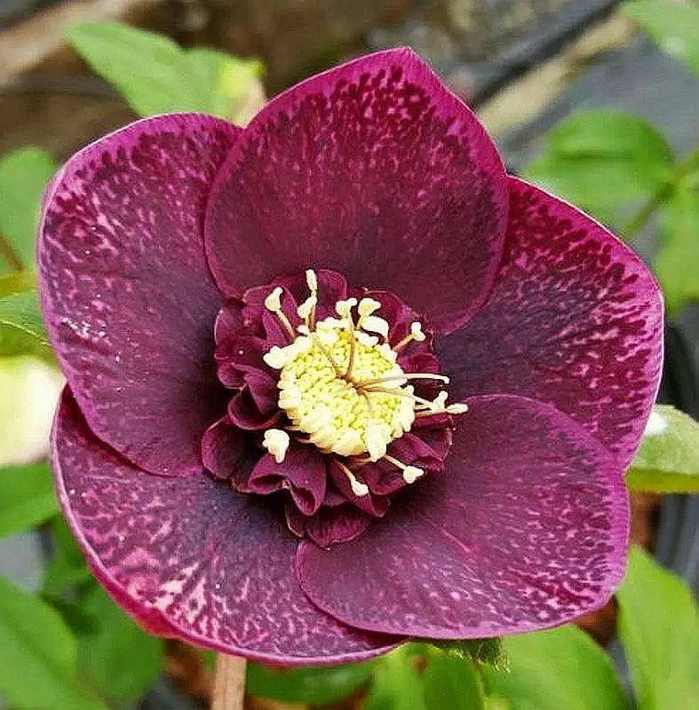 Морозник Anemone Рurple (сеянец)
