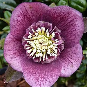Морозник Anemone Рurple (сеянец)1