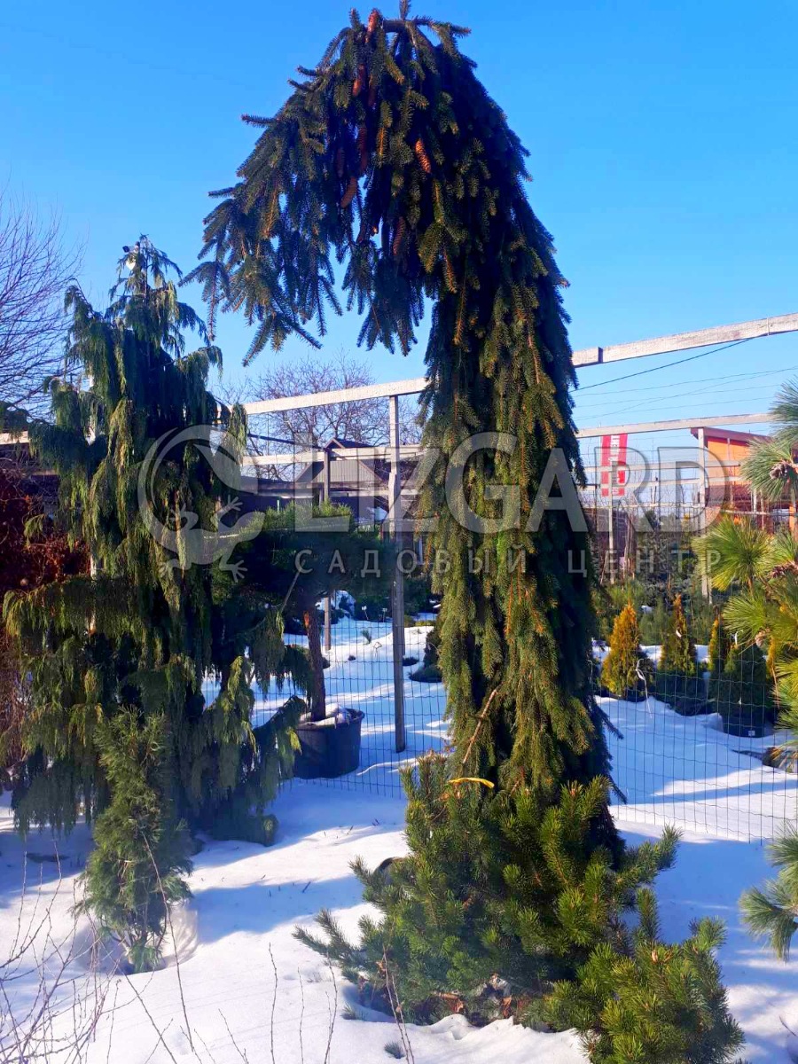 зображення_viber_2021-03-05_13-59-24