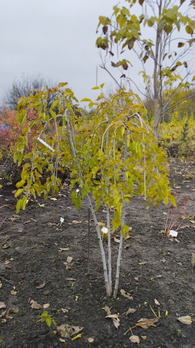 Шовковиця17