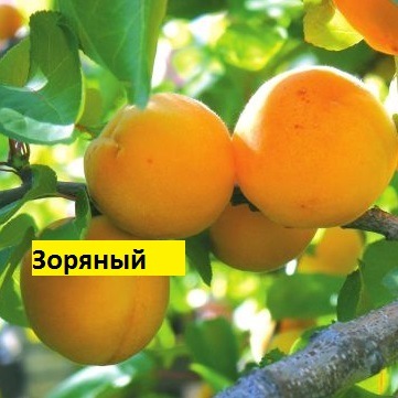 Абрикос Зоряныйj