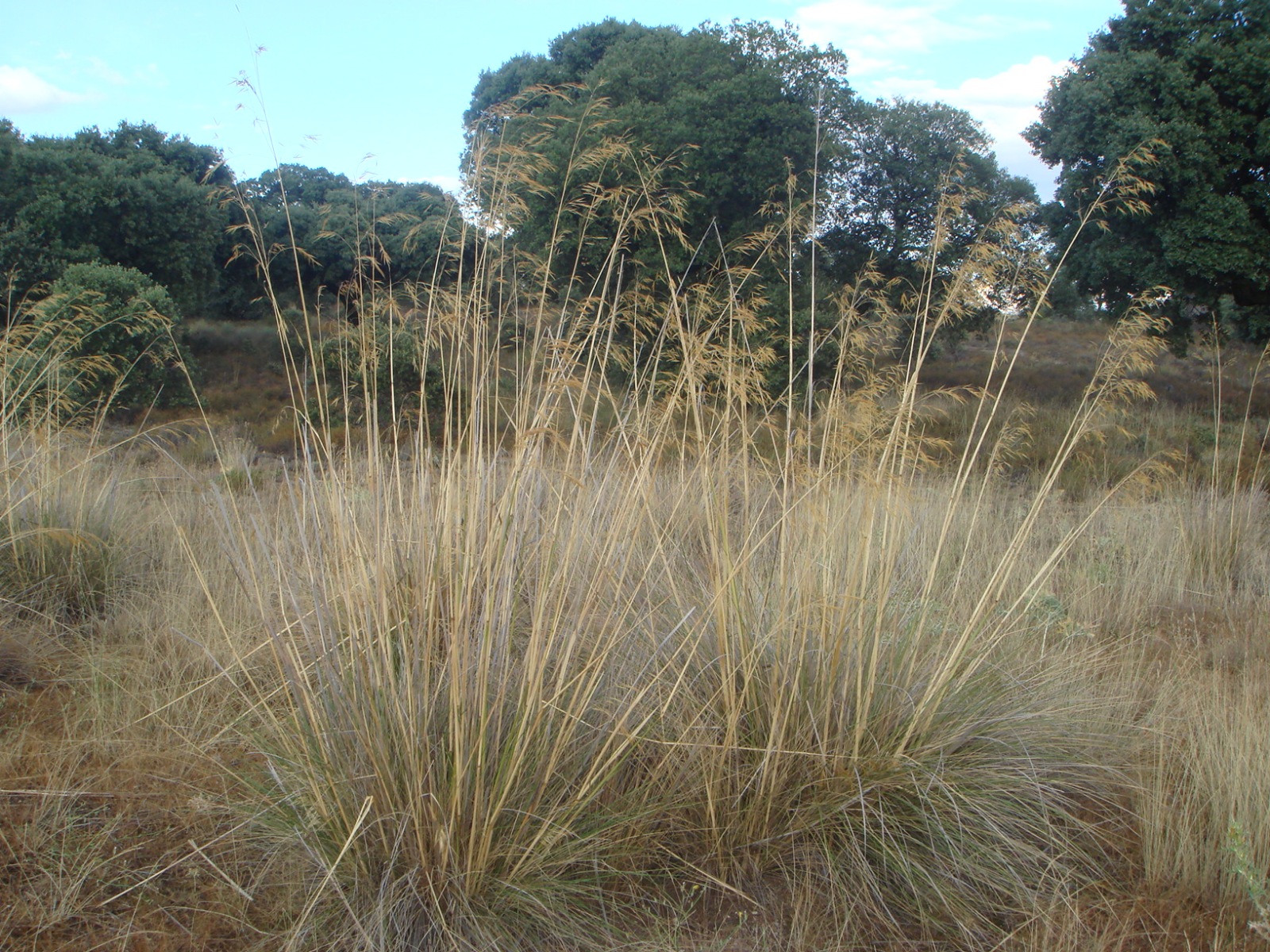 Ковыль Stipa Gigantea