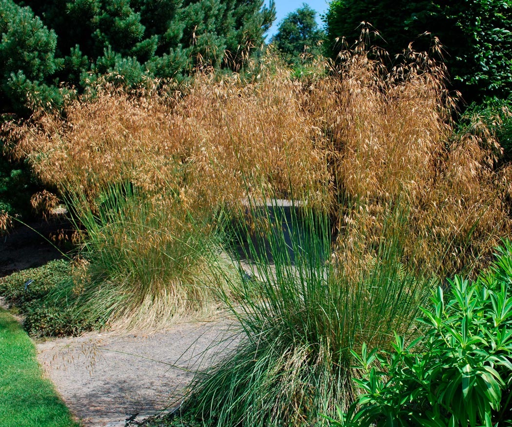 Ковыль Stipa Gigantea1-4