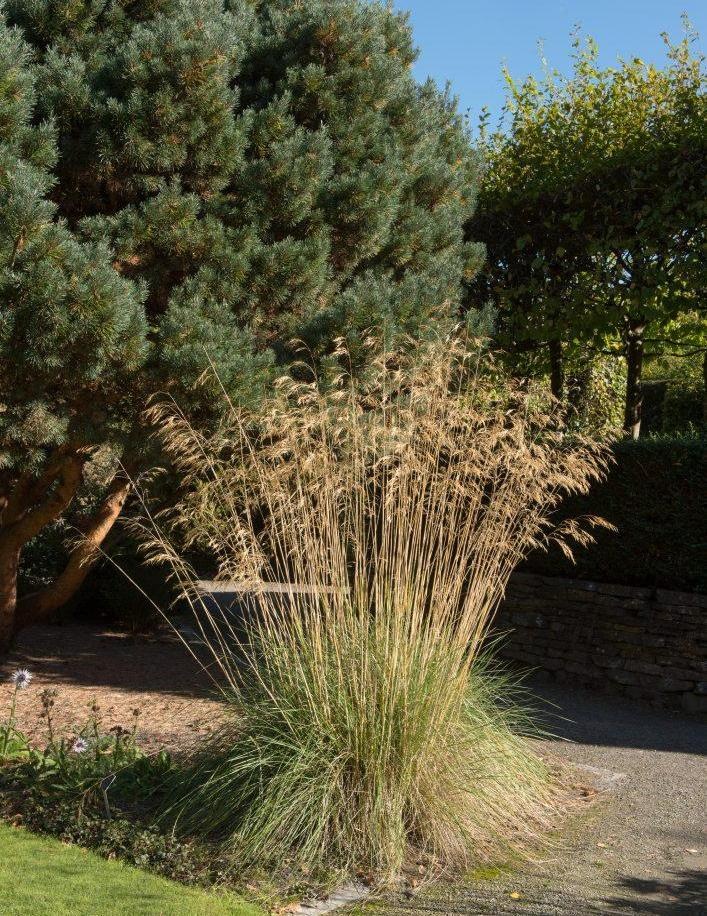 Ковыль Stipa Gigantea4-1