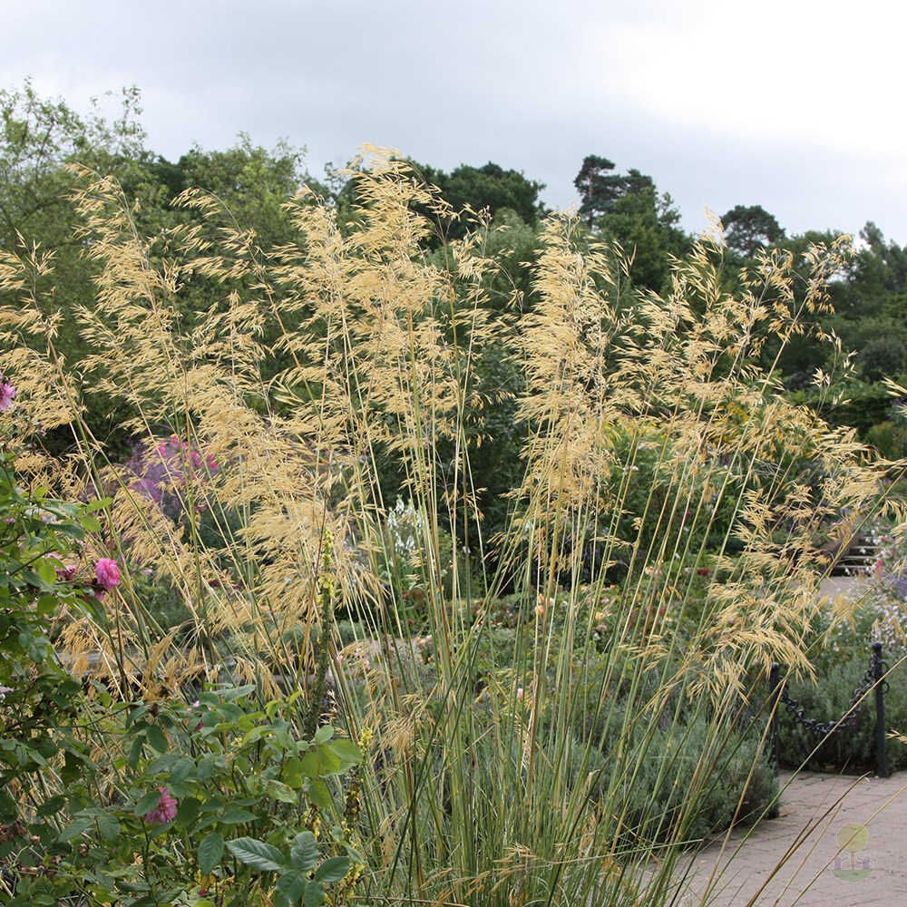 Ковыль Stipa Gigantea9