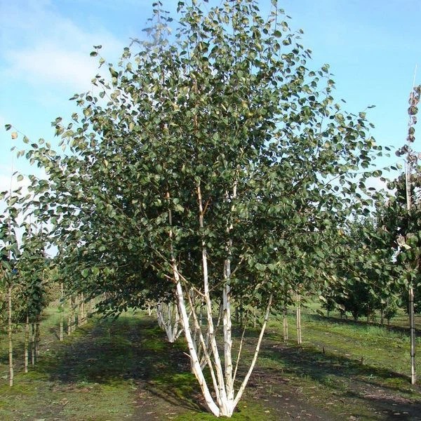 Береза полезная Doorenbos2