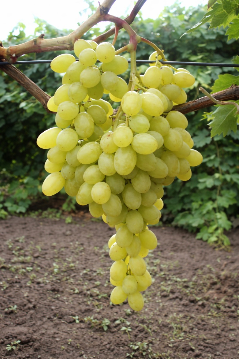 Виноград кишмиш Бриз02