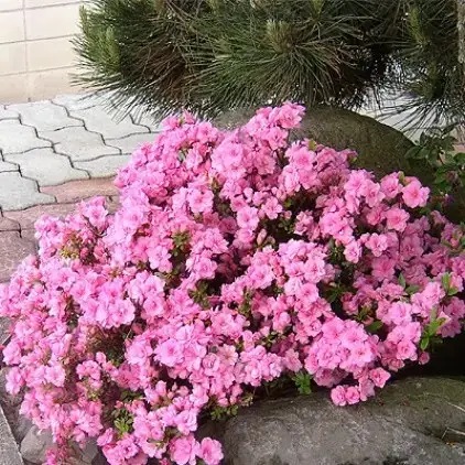 Азалия Rosinetta 121