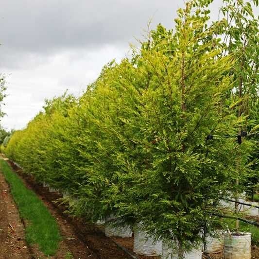 Купрессоципарис Лейланда Castlewellan Gold264