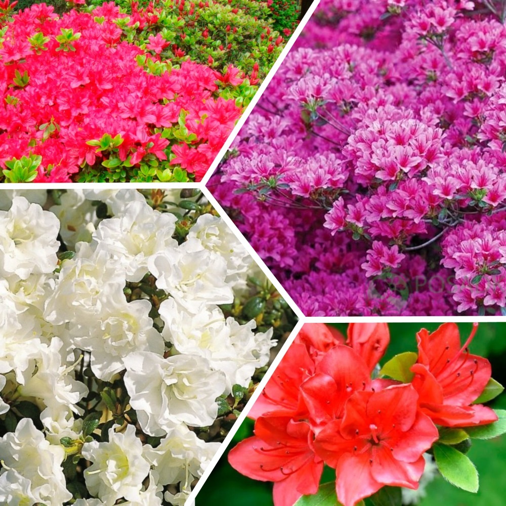 рододендрон тупийCollages