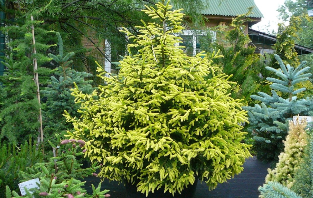 Ель восточная Summer Gold590