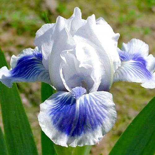 Ирис карликовый Pumila0