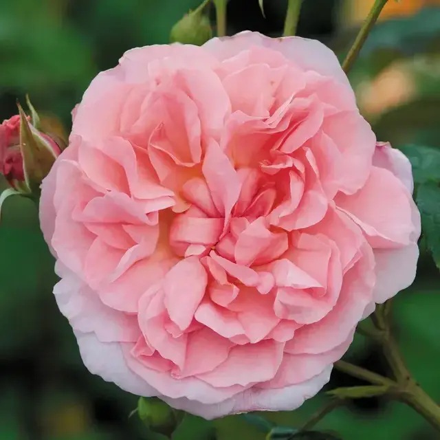 Роза английская Строберри Хилл0