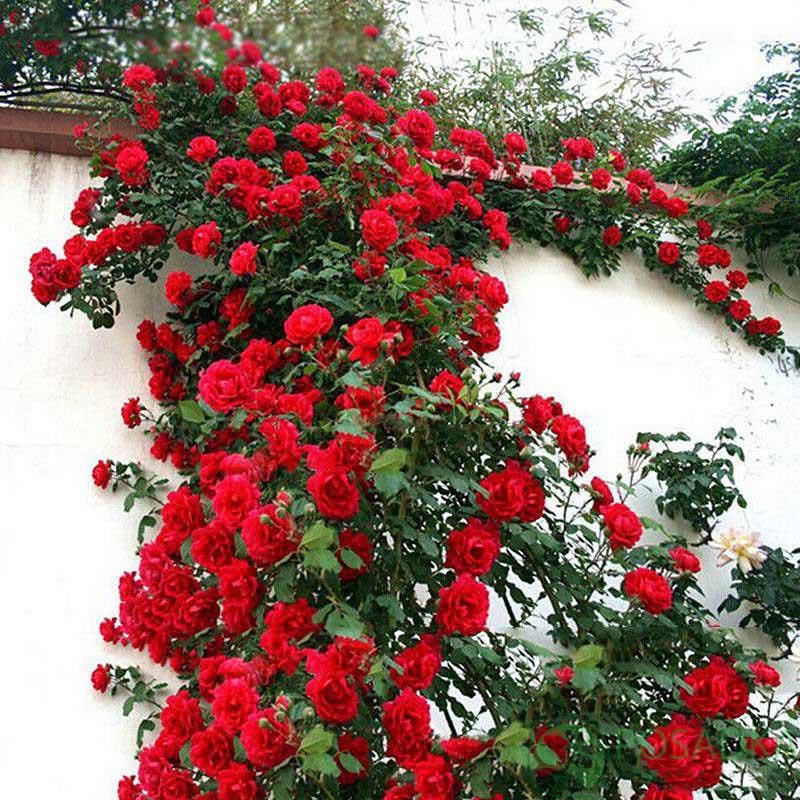 Роза плетистая Нехеглут2