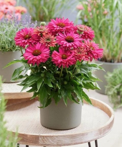 Эхинацея SunSeekers Sweet Fuchsia80
