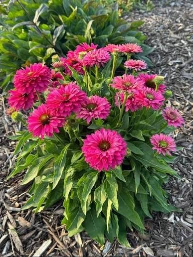 Эхинацея SunSeekers Sweet Fuchsiaes