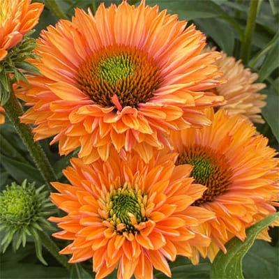 Эхинацея SunSeekers Pumpkin Pieto