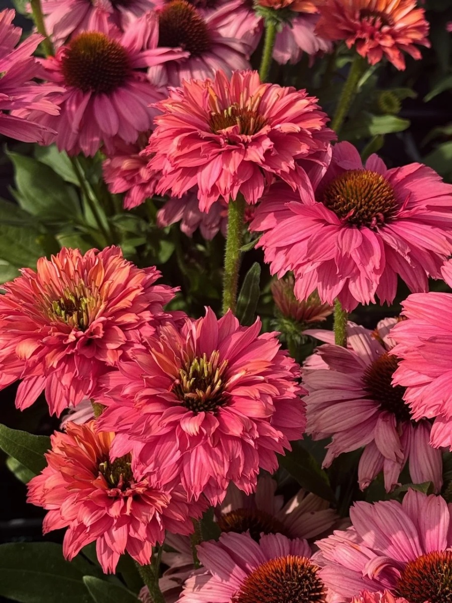 Эхинацея SunSeekers Pink Grapefruit