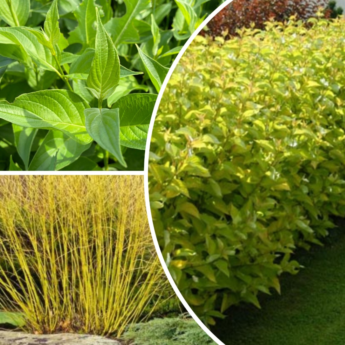 Дёрен отпрысковый Флавирамеа (Cornus stolonifera Flaviramea)