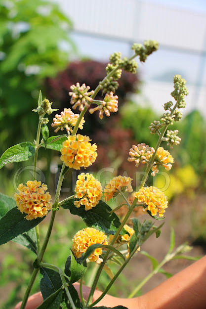 Buddleja weyeriana Sungold  (1)