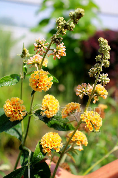  Buddleja weyeriana Sungold  (2)
