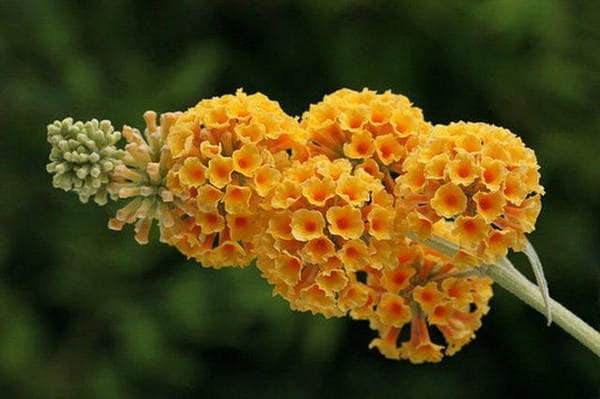 Buddleja weyeriana Sungold