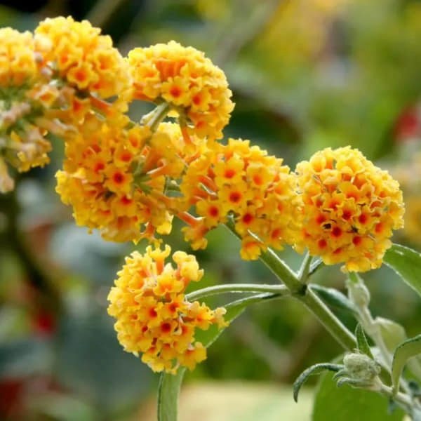 Buddleja weyeriana Sungold1