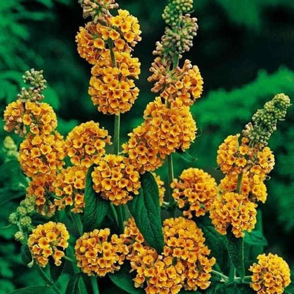 Buddleja weyeriana Sungold2
