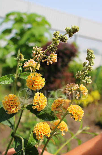 Буддлея Давида Санголд  Buddleja weyeriana Sungold 