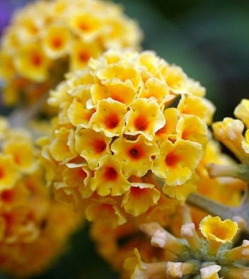 Буддлея Sungold