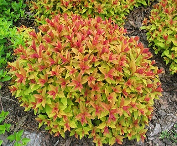 Спирея японская Голдфлейм / Spiraea japonica Goldflame / Спірея японська Голдфлейм