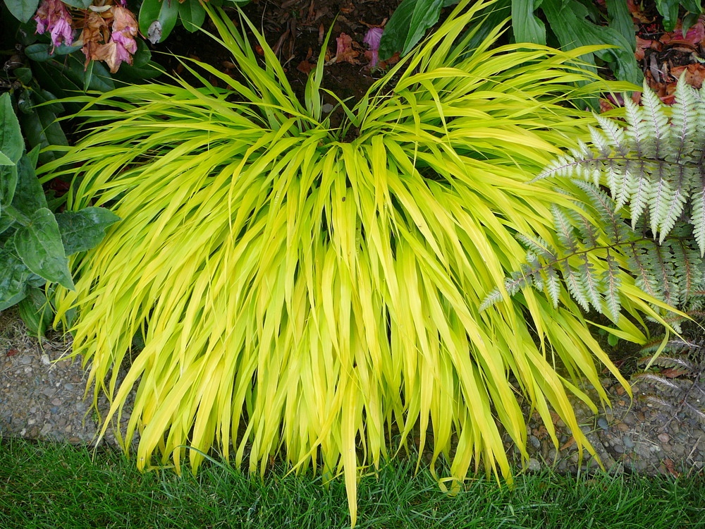hakonechloa_macra_all_g2