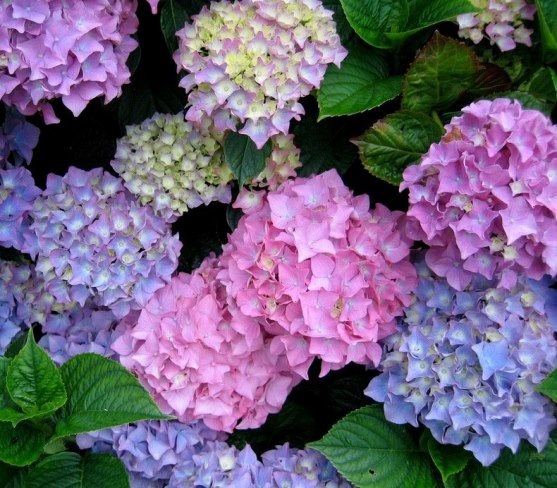 Hydrangea macrophylla Chameleon1