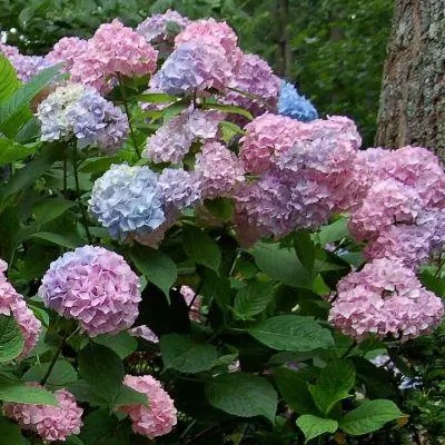 Hydrangea macrophylla Chameleon2