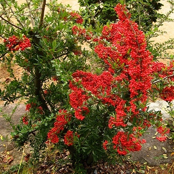 Лимонник китайский