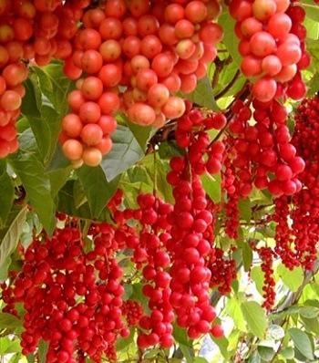 Лимонник китайский__