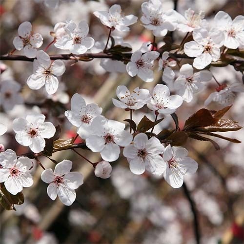 prunus-pissardii-2