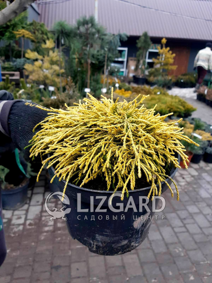 Кипарисовик горохоплодный Санголд  Chamaecyparis pisifera Sangold  Кипарисовик горохоплідний Санголд