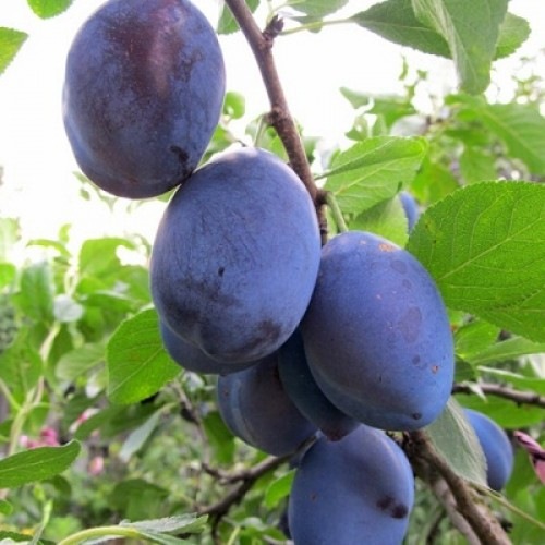 Слива Венгерка Донецкая (Prunus domestica