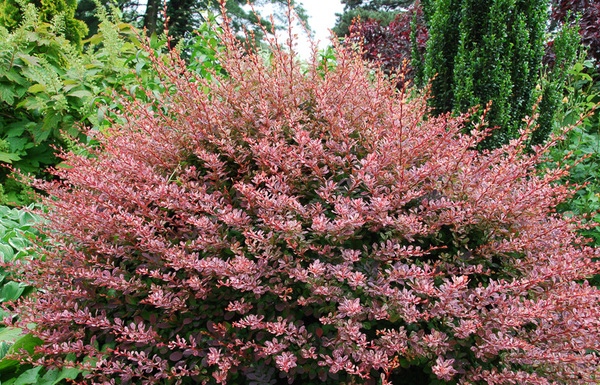 Berberis thunbergii Rose Glow