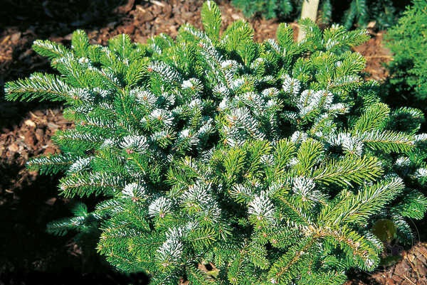 Abies veitchii Heddergott1