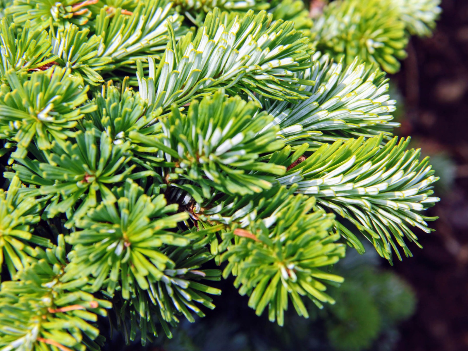 Abies veitchii Heddergott2