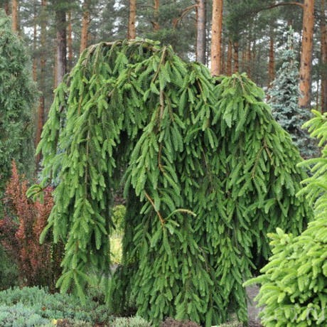 picea_abies_frohburg_7