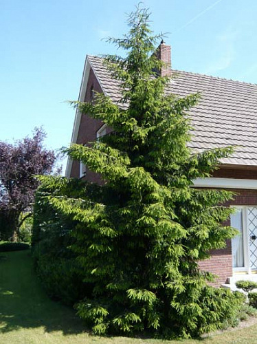 orientalis_aurea