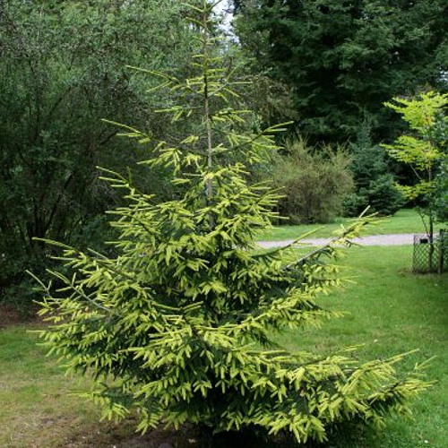 orientalis_aurea1