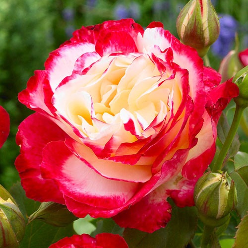 Rosa Hybrid Tea Double Delight 1