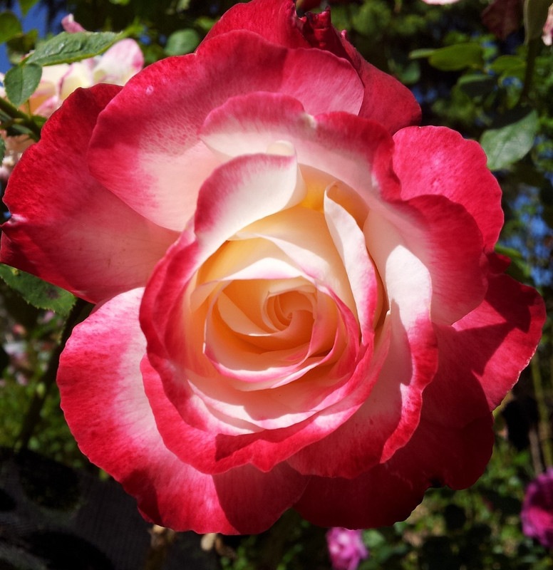 Rosa Hybrid Tea Double Delight 2