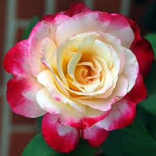 Rosa Hybrid Tea Double Delight 3