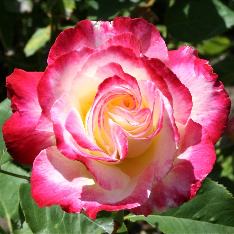 Rosa Hybrid Tea Double Delight 4