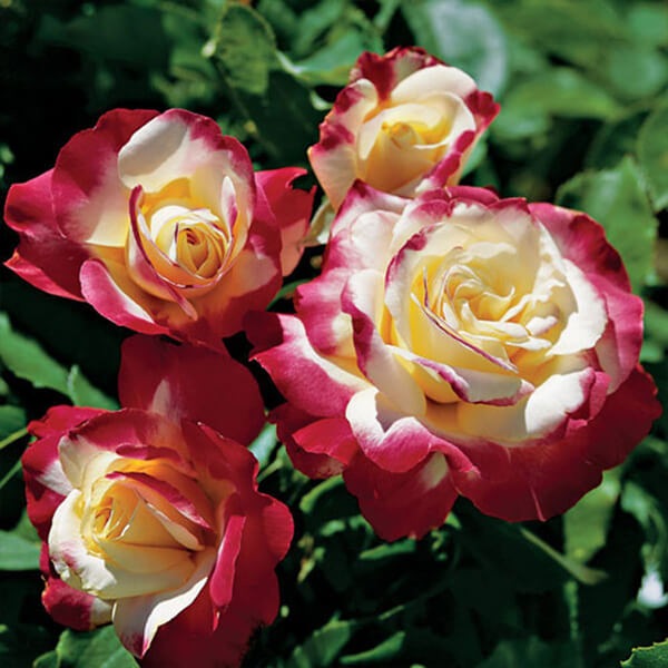Rosa Hybrid Tea Double Delight 5